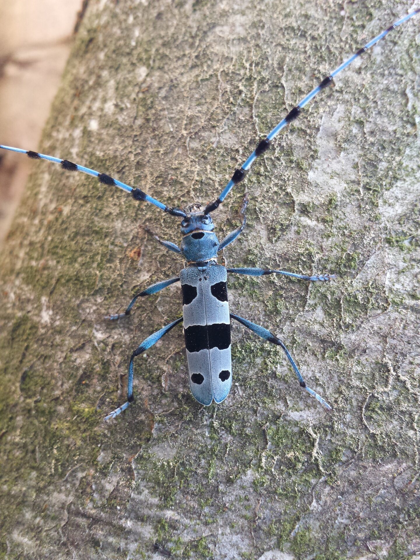 Insecte