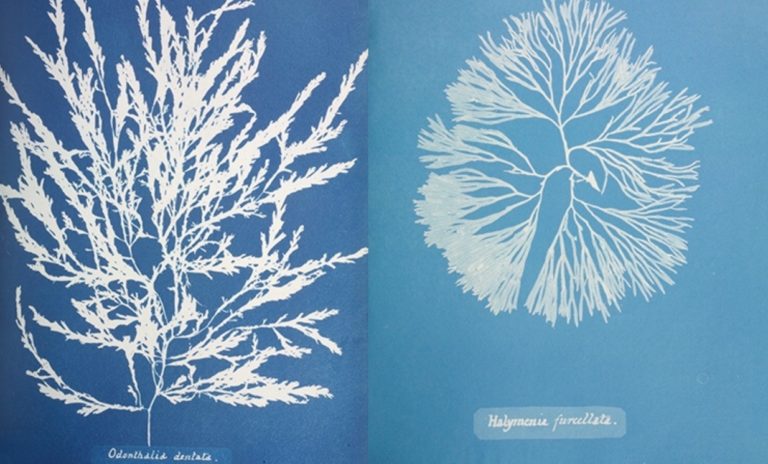 Photo cyanotype