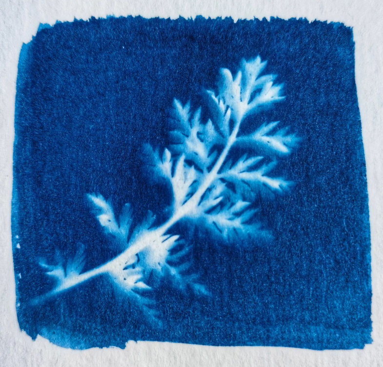 Visuel cyanotype