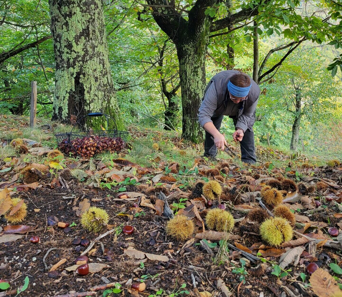 Ramassage de châtaigne à la Fourcole Saint Pierreville crédit V Nicod Parc des Monts d'Ardèche (2)