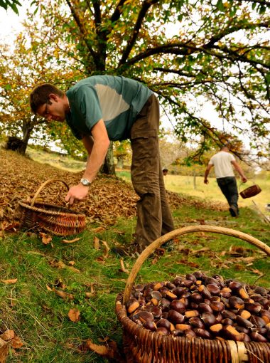 La châtaigne